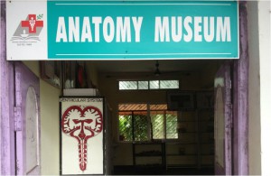 ANATOMY