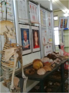 ANATOMY3