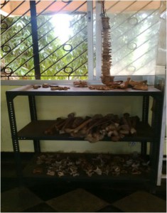 ANATOMY4
