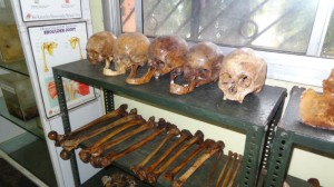 ANATOMY6